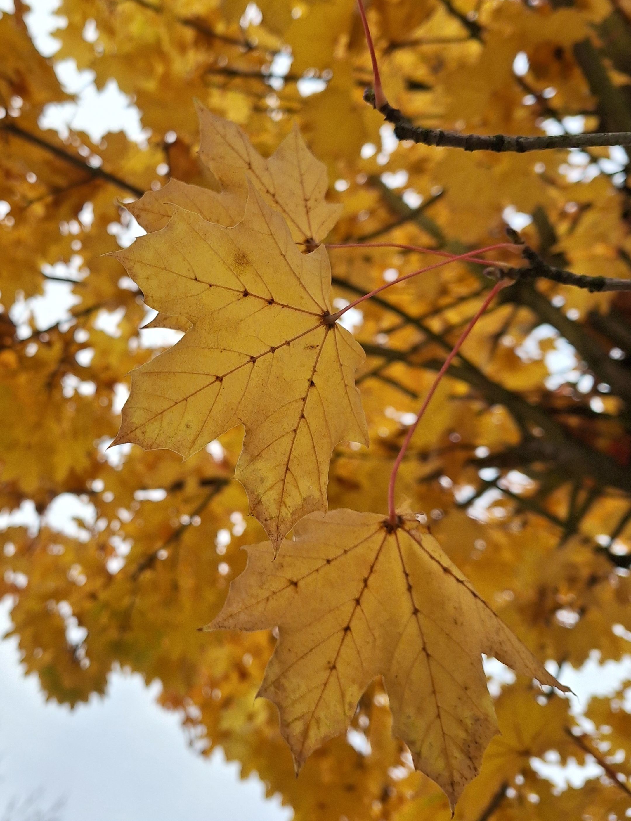 Herbstblätter gelb